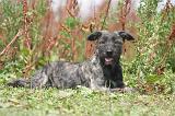 BOUVIER DES ARDENNES 317